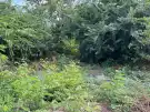 Pest megye - Tura